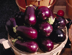 Purple eggplants