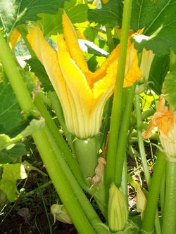 Young zucchini