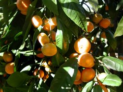 Closeup of Mandarin Orange Tree