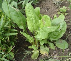 Sorrel -- Spinach Dock