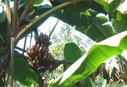 Red bananas in Sri Lanka