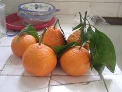 Satsuma Mandarin Orange