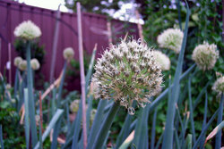 Flowering shallots