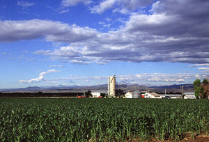 Corn production in