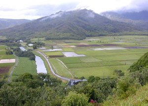 One of the largest taro growing areas in the is the