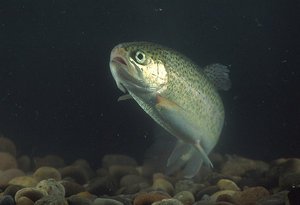 Rainbow trout (Oncorhynchus mykiss)