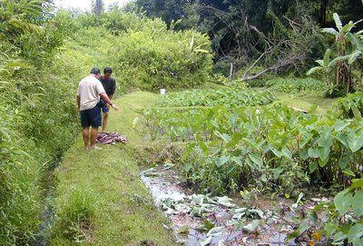 Several small lo'i or pondfields in which taro (or kalo) is being grown in Hawai‘i