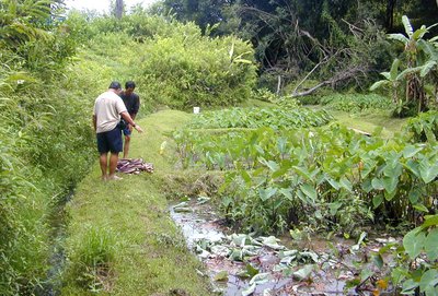 tarro production in Hawaii