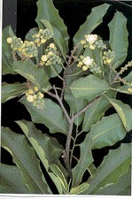 Brazil Nut foliage and flowers