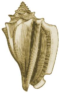 A conch shell