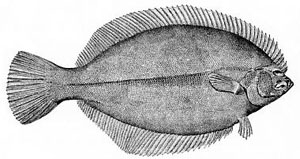 Flounder picture from the Northeast fishery science center (NMFS, NOAA, United States) photo archives, line art collection