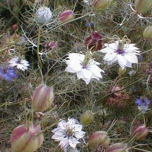 Black cumin grows on hillsides throughout the Mediterranean region.