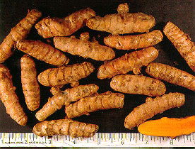 Turmeric rhizomes