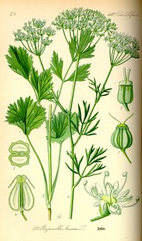 anise plant 