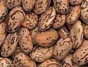 Photo of Pinto beans