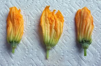 union square  zucchini flower