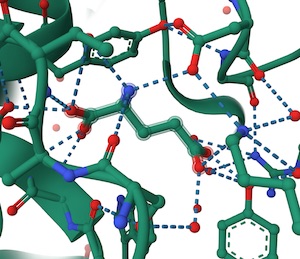 GLU702-bound-to-receptor