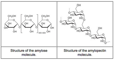 amylose and amylopectin molecular structures