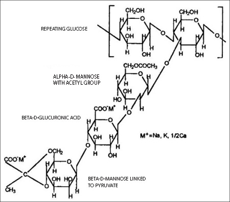 molecule of xanthan gum